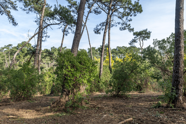 Feux de forêts - Préservons notre village et notre environnement