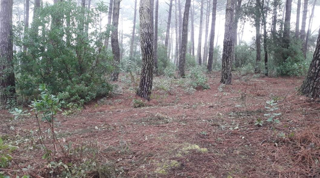 Après débroussaillement : la végétation arbustive est éclaircie mais n’a pas disparu.