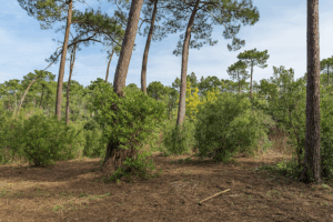 vue sur la forêt de lège cap ferret