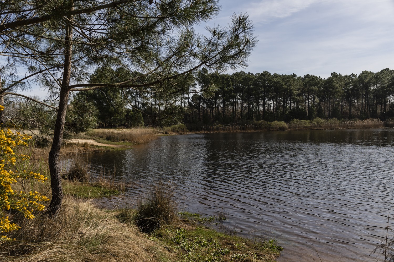 Photo du lac de Bénédicte à Lège-Cap Ferret.